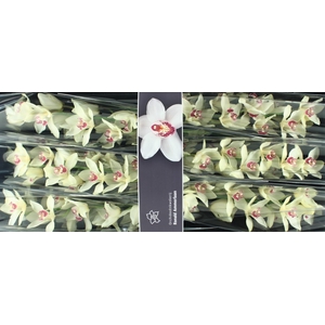 Cymbidium Ivory