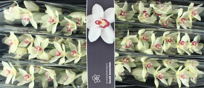 <h4>Cymbidium Ivory</h4>