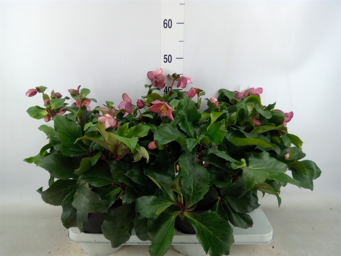 <h4>Helleborus  'Ice N Roses Bennotta'</h4>