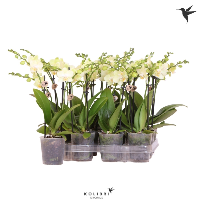 <h4>Kolibri Orchids Phalaenopsis Yellow 2 spike no label</h4>