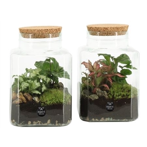 Terrarium Arr 90559