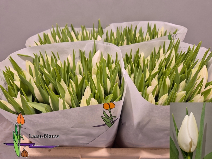 <h4>TU EN POLAR BEAR</h4>