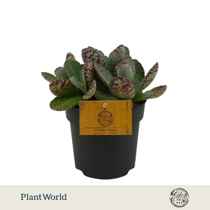 Kalanchoe humilis Surprising Desert