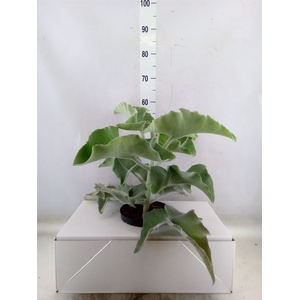 Kalanchoe NF beharensis