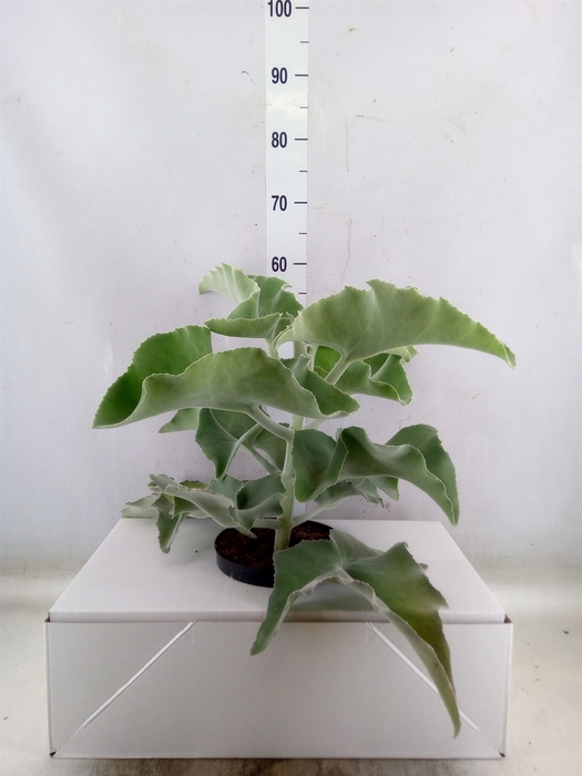 <h4>Kalanchoe NF beharensis</h4>
