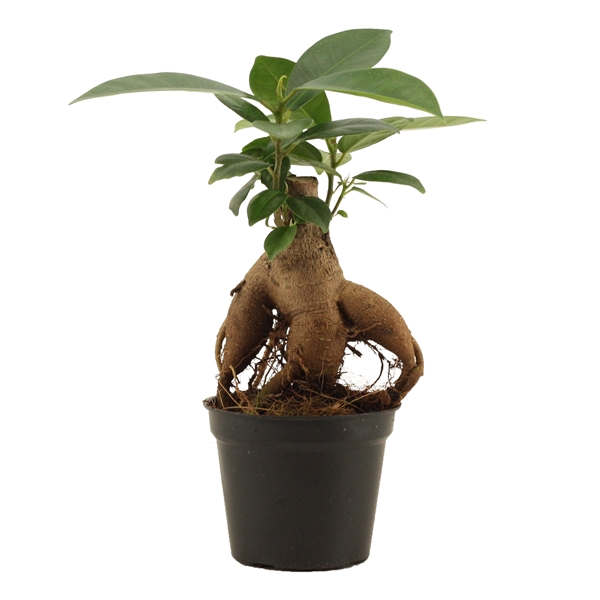 <h4>Ficus Ginseng 6 cm Retusa</h4>