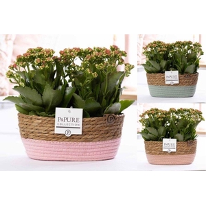 2x Kalanchoe pink in P&PURE Fieldbasket 7