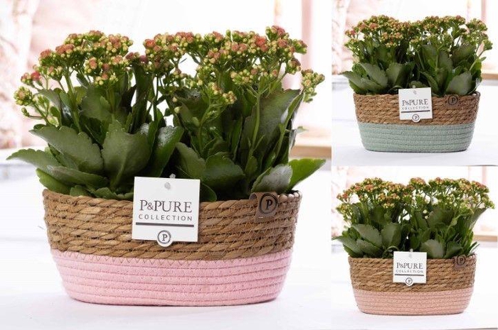 <h4>2x Kalanchoe pink in P&PURE Fieldbasket 7</h4>