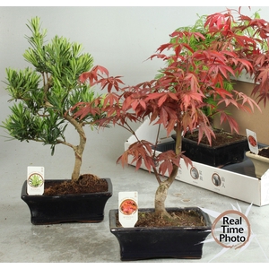BONSAI GEM