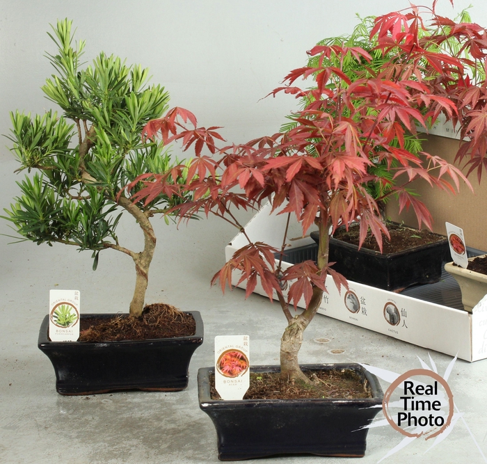 <h4>BONSAI GEM</h4>