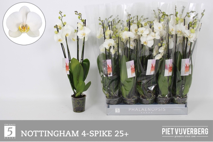 <h4>PHAL AN NOTTINGHAM</h4>