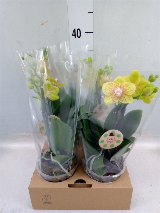 <h4>Phalaenopsis   ...</h4>