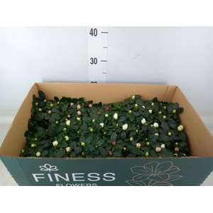 Rhododendron sim. 'Hellmut V' .mix