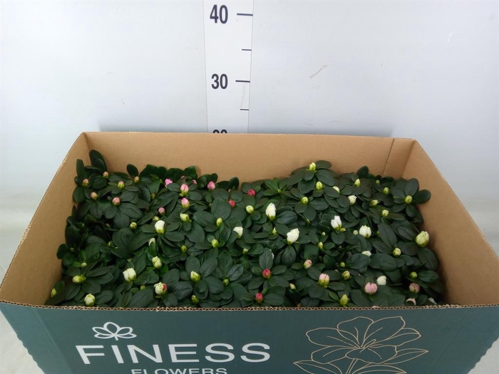 <h4>Rhododendron sim. 'Hellmut V' .mix</h4>