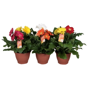 Gerbera 3+bl 17cm patio getoefd 2 kleuren per pot
