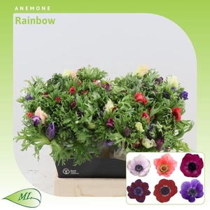 Anemone Rainbow