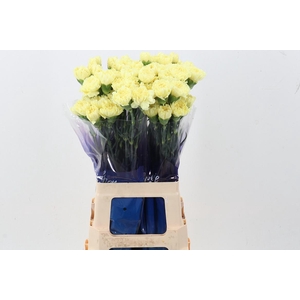 Di St Diletta Yellow hi