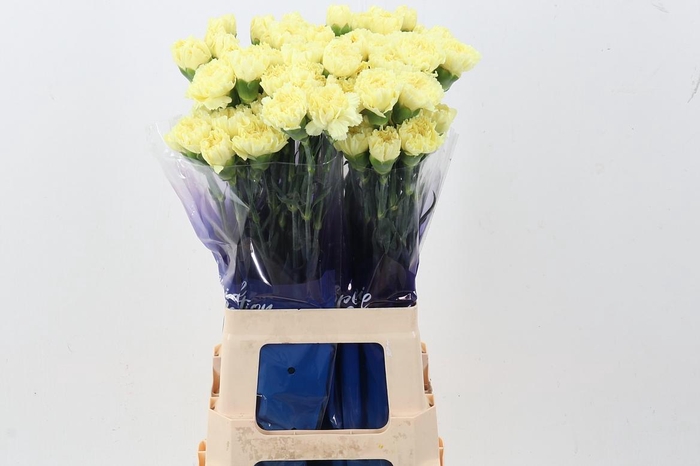 <h4>Di St Diletta Yellow hi</h4>