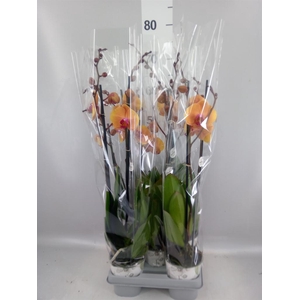 Phalaenopsis   ...mix
