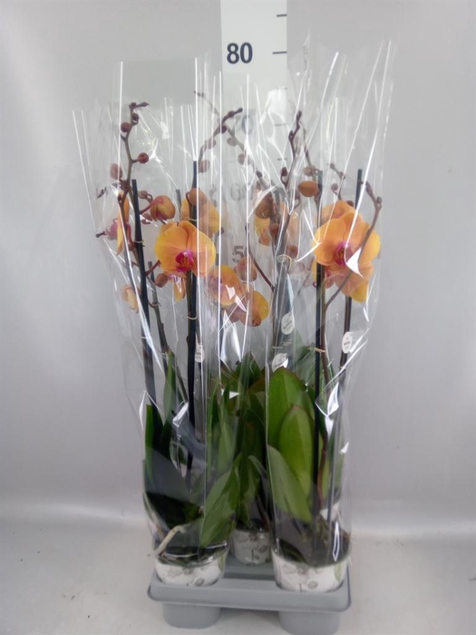 <h4>Phalaenopsis   ...mix</h4>