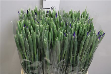 <h4>Iris Prof Blaauw</h4>