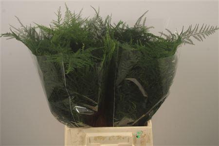 <h4>Asparagus Naturel</h4>