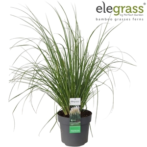 Cortaderia selloana 'Pumila' P29