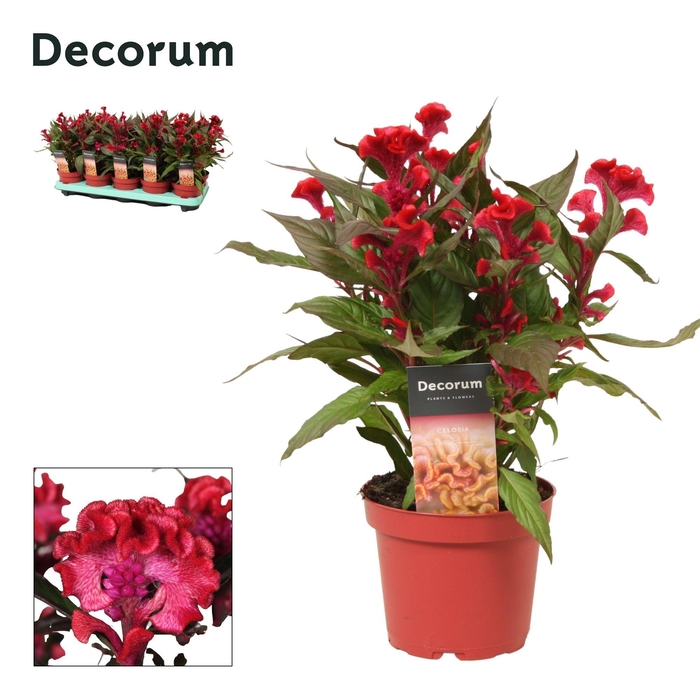 <h4>Celosia 'Hot Topic' Red with label | Decorum</h4>