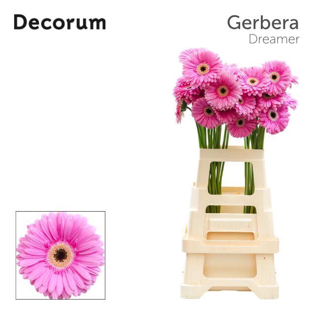 <h4>Gerbera Dreamer Water x40 Lang</h4>