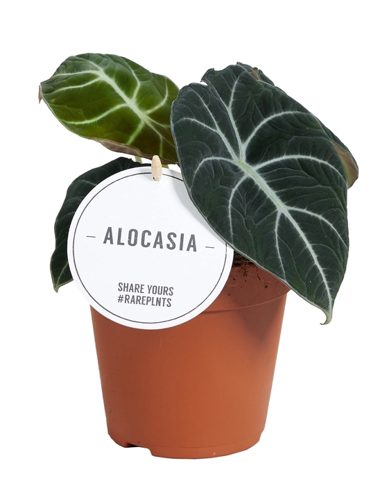 <h4>Alocasia Black Velvet</h4>