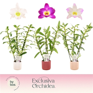 Dendrobium nobile mixed