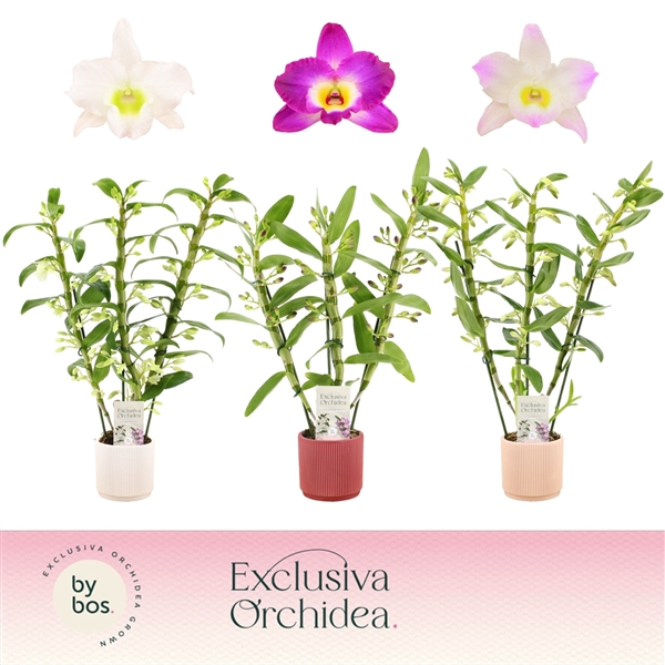 <h4>Dendrobium nobile mixed</h4>
