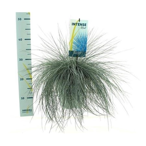 Festuca glauca Intens Blue