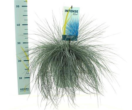 <h4>Festuca glauca Intens Blue</h4>