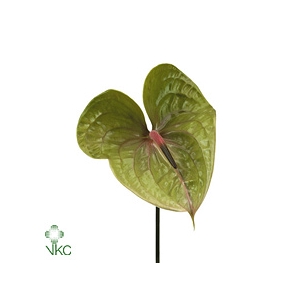Anthurium Pistache