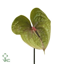 <h4>Anthurium Pistache</h4>
