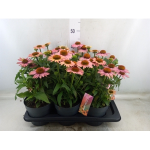 Echinacea purp. 'Mooodz Satisfy'