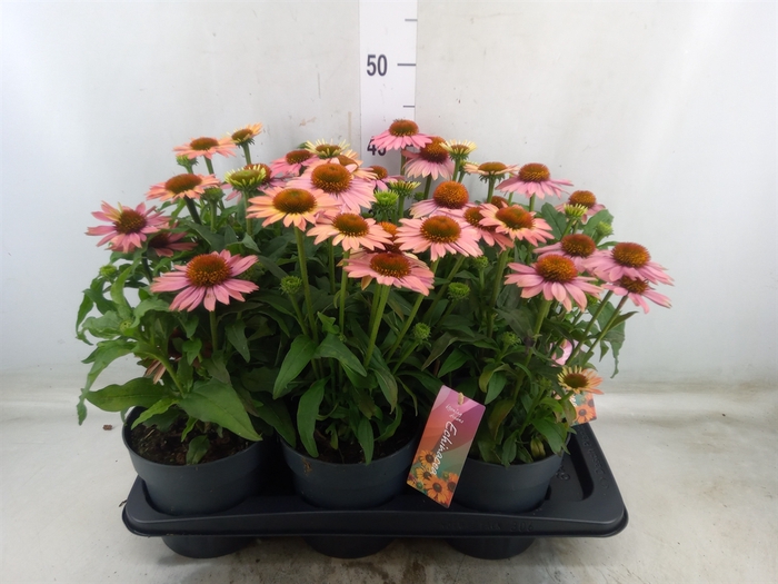 <h4>Echinacea purp. 'Mooodz Satisfy'</h4>