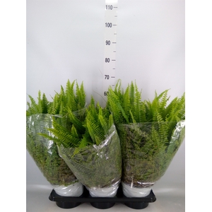 Nephrolepis exal. 'Sonata'
