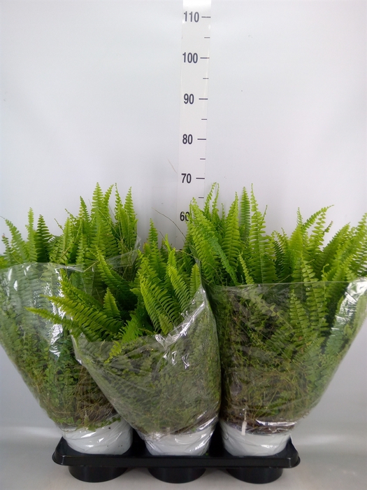 <h4>Nephrolepis exal. 'Sonata'</h4>