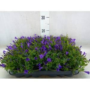 Campanula porten. 'Get Mee'