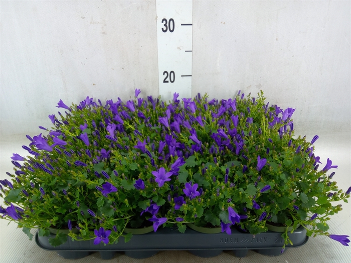 <h4>Campanula porten. 'Get Mee'</h4>