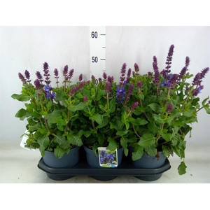 Salvia sylvestris 'Blue Marvel'
