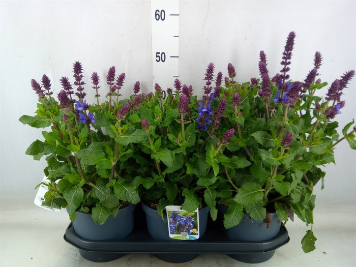 <h4>Salvia sylvestris 'Blue Marvel'</h4>