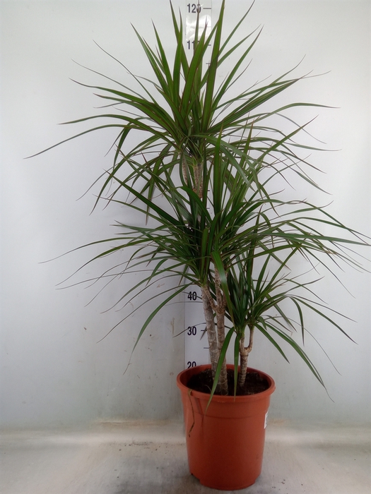 <h4>Dracaena marg.</h4>