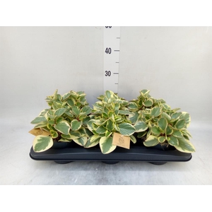 Peperomia obt. 'Obtipan Bicolor'