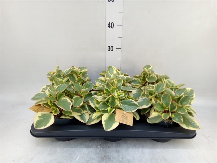 Peperomia obt. 'Obtipan Bicolor'
