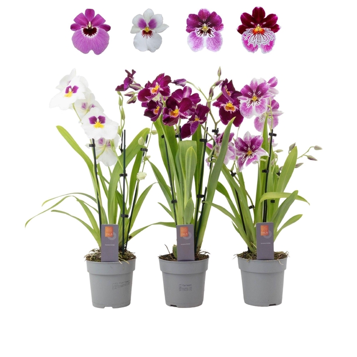 <h4>Inca Miltoniopsis mix 4 spike</h4>