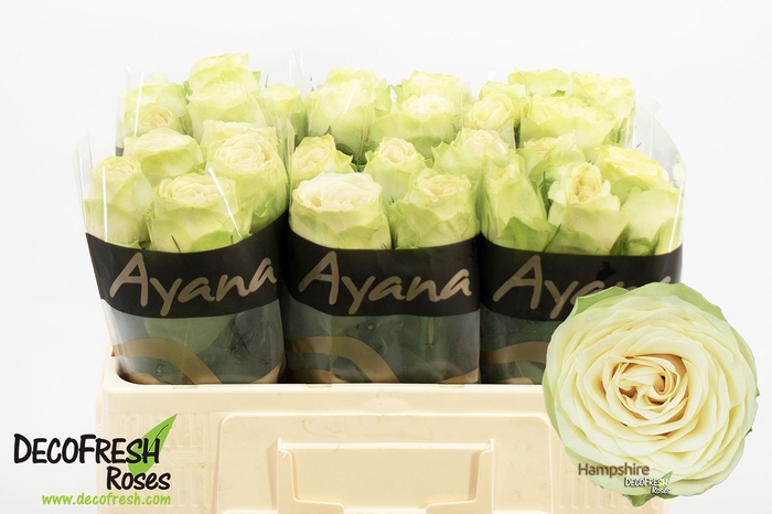 <h4>R Gr Hampshire Ayana</h4>