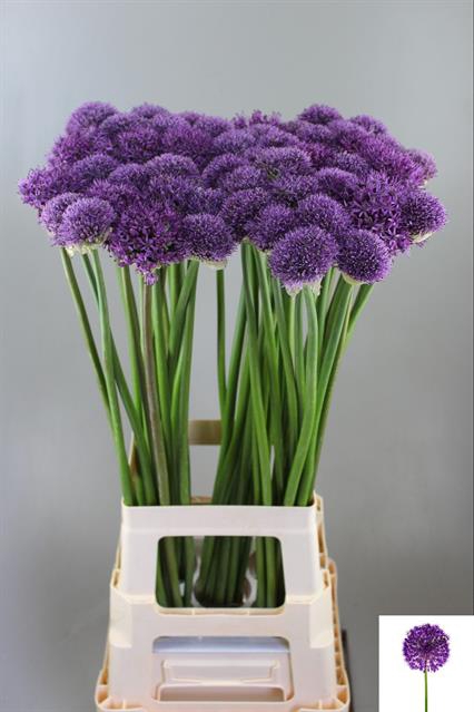 Allium Gladiator